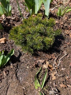 Dwarf Mugo Pine planted in the ground