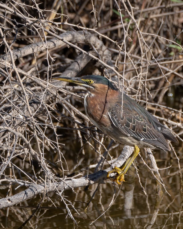 20240218-Yuma-808-Edit.jpg