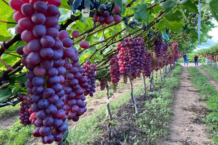 Foto de cachos de uvas roxas pendendo de um parreiral verde ao lado de uma pequena estrada de terra. Ao fundo dos homens caminham enquanto conversam