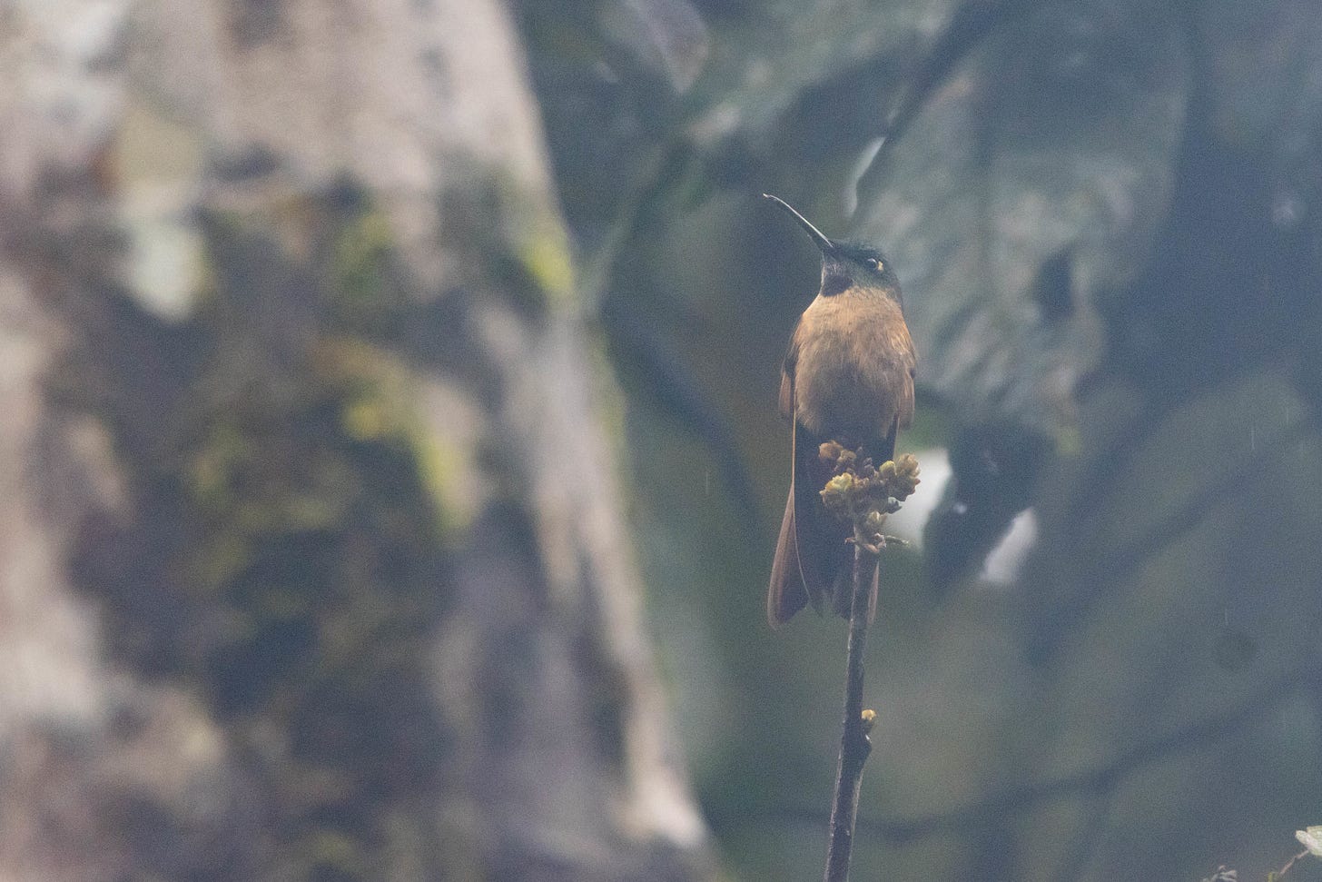 a hummingbird perched on a thin twig in the right third of the image, facing the viewer and looking to the left. it is set against a blurry background, a pale gray-brown, moss covered tree trunk on the left, and dark forest-green foliage on the right. the bird has a pale, rust-colored belly and greenish head with a darker throat, slightly curved thin black beak, and a white spot behind its eye.