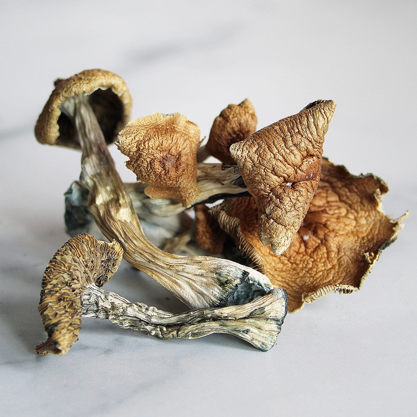 Buy Golden Teachers Magic Mushrooms Online