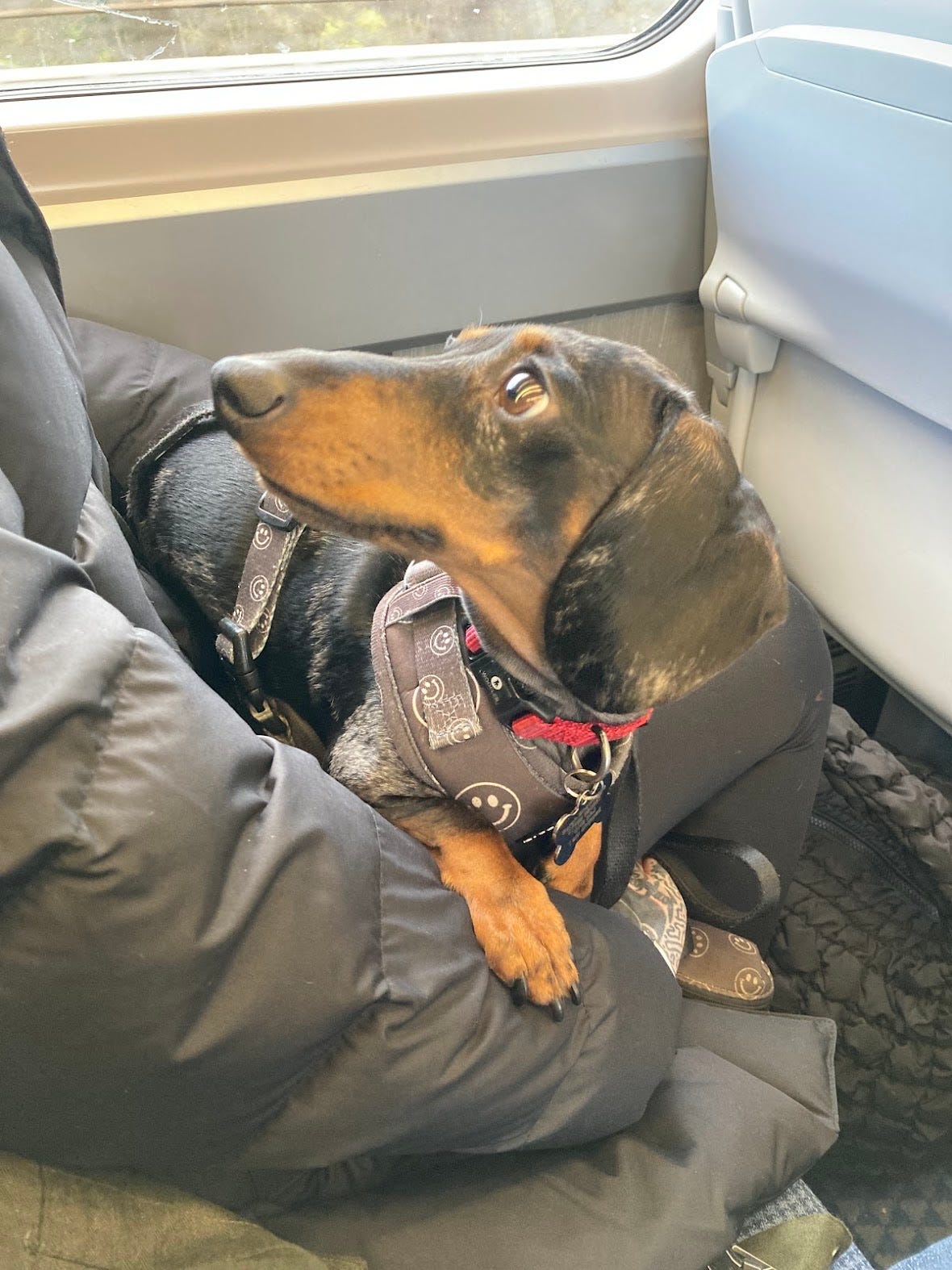 Photo of a brown sausage dog refusing to look at the camera despite having made longing eyecontact with me for the entire rest of the journey.