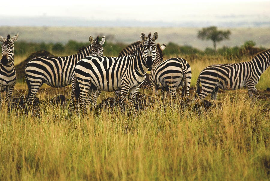 Group Of Zebra Photograph by Sasil Sirivadhanakul