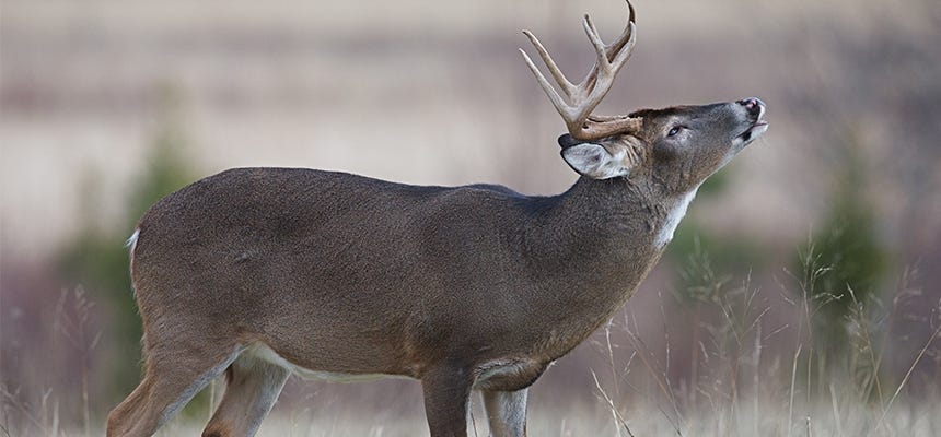 The Science of Deer Scent