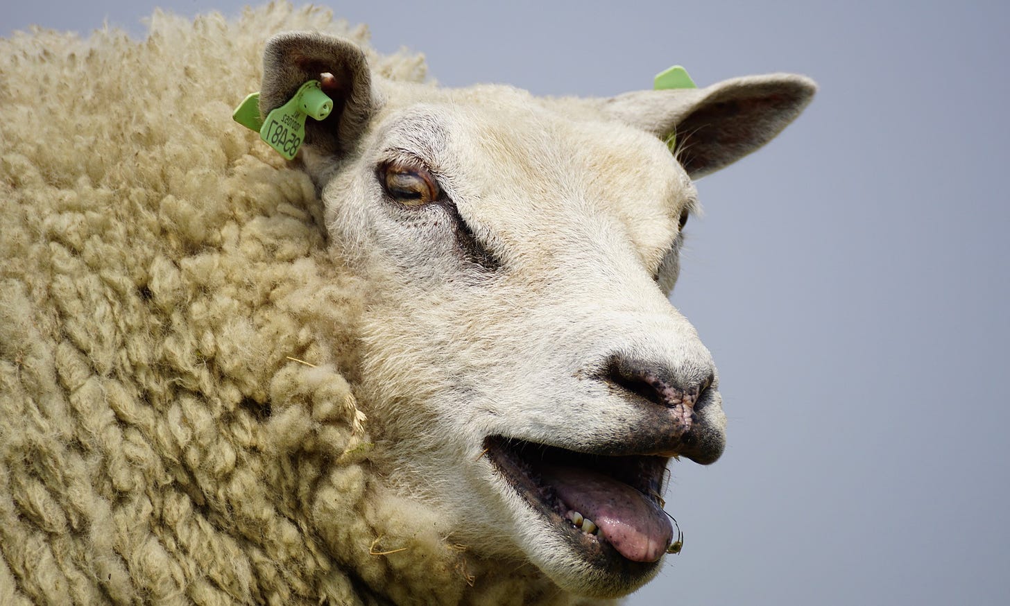 Nothing Like The Sheep Sermon to Make You Feel Stupid, Disgusting, and |  Here's the Joy