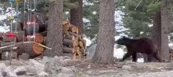 Cloudcroft black bear wandering around