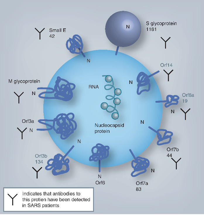 "The greatest fear among vaccinologists is the creation of a vaccine that is not only ineffective, but which exacerbates disease. Unfortunately, CoV vaccines have a history of enhancing disease..."