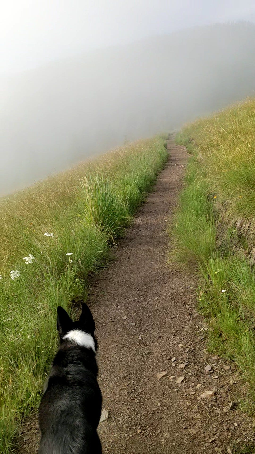 Dog on trail ascending through meadow