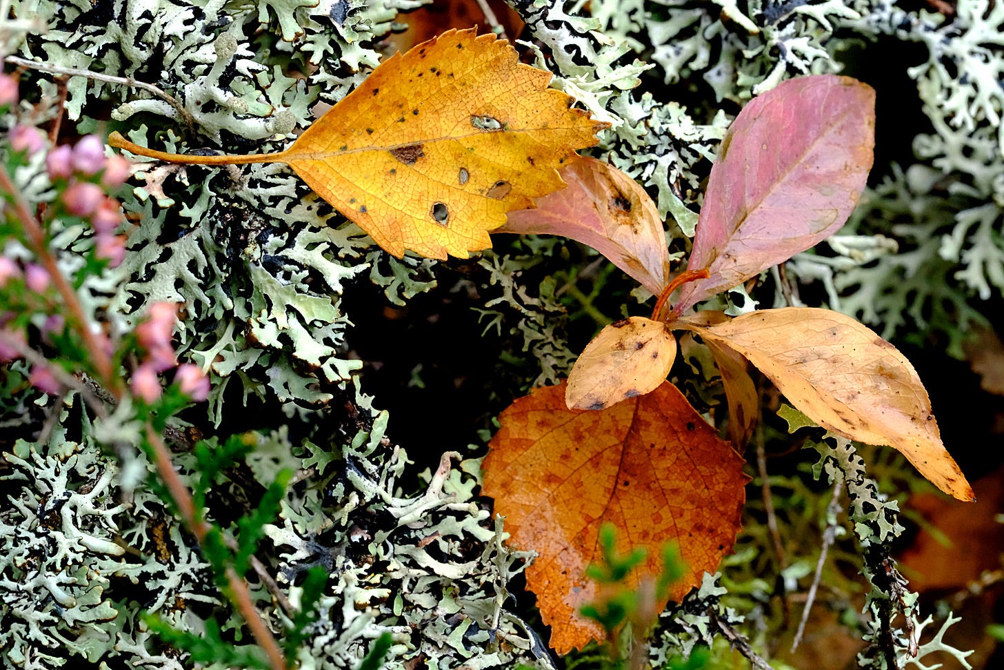 …the fiery whorled leaves of chickweed-wintergreen intensified against a bed of green moss or the lichen that carpets the walls and floor of this place with grey-green fractals