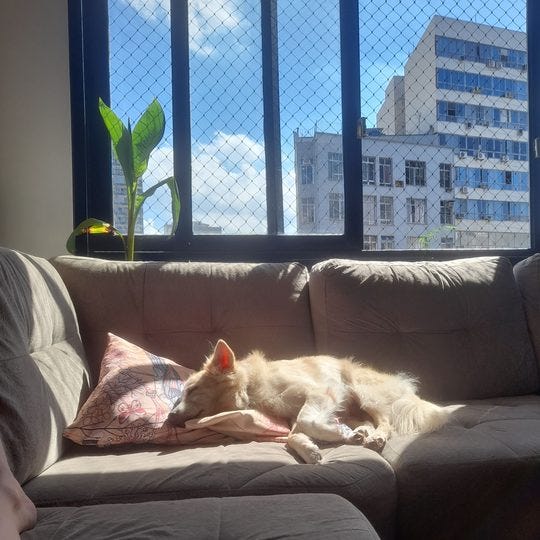 Foto de um cachorro bege claro tomando sol sobre um sofá cinza em frente a uma janela que se abre para um céu azul com algumas núvens brancas.