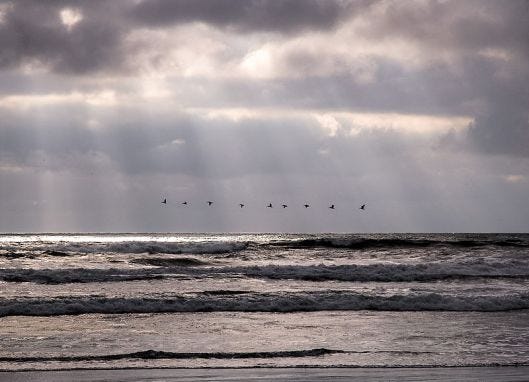 Birds flying by Angelo DeSantis Nine_birds_flying_over_the_waves_(7681834848)_(2)