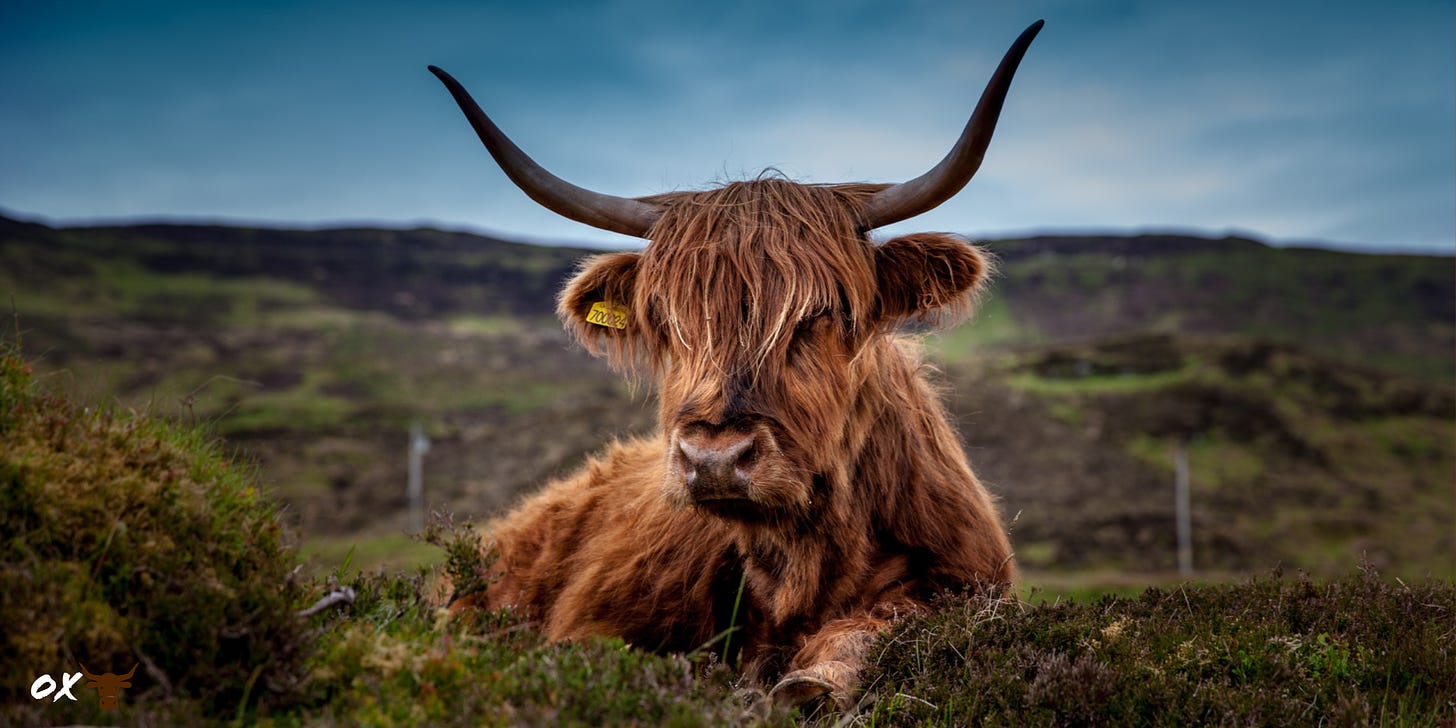 Highland OX HD Wallpaper - Gnome-look.org