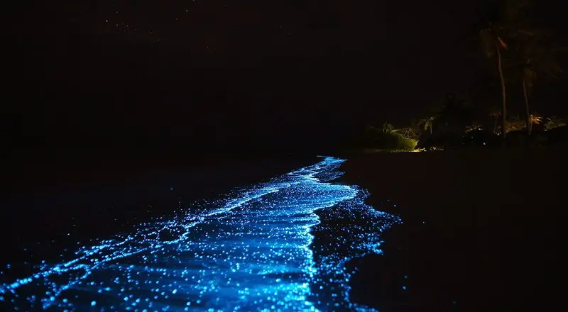 Bioluminescent Beach in Goa - Betalbatim Beach bioluminescence time