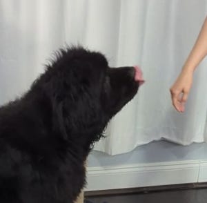 Crokell licking air, because Anna pulls her hand away from the kiss.
