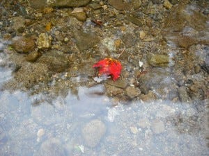 Fall color in water