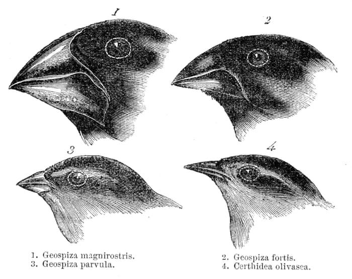 Origin of the species: where did Darwin's finches come from? | Birds | The  Guardian