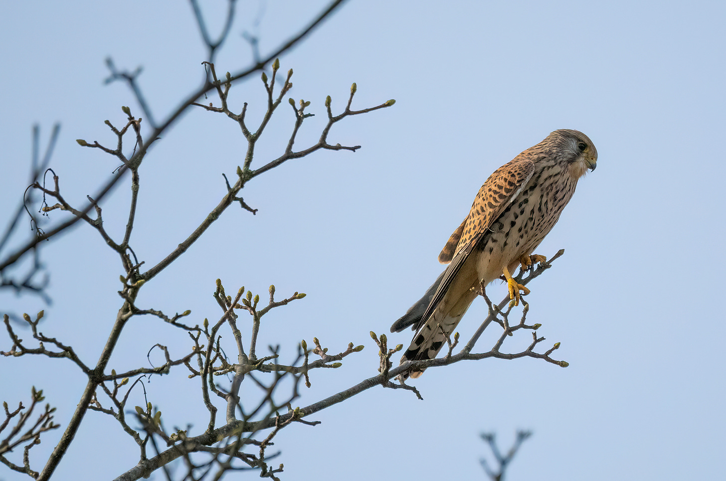 Photo of a female kestrel perched on a bare branch