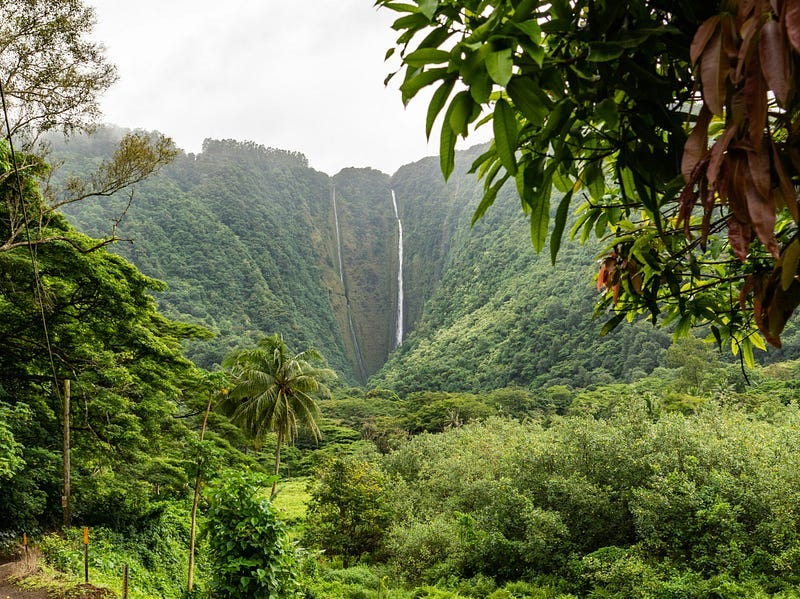 forest and waterfall view forest and waterfall view