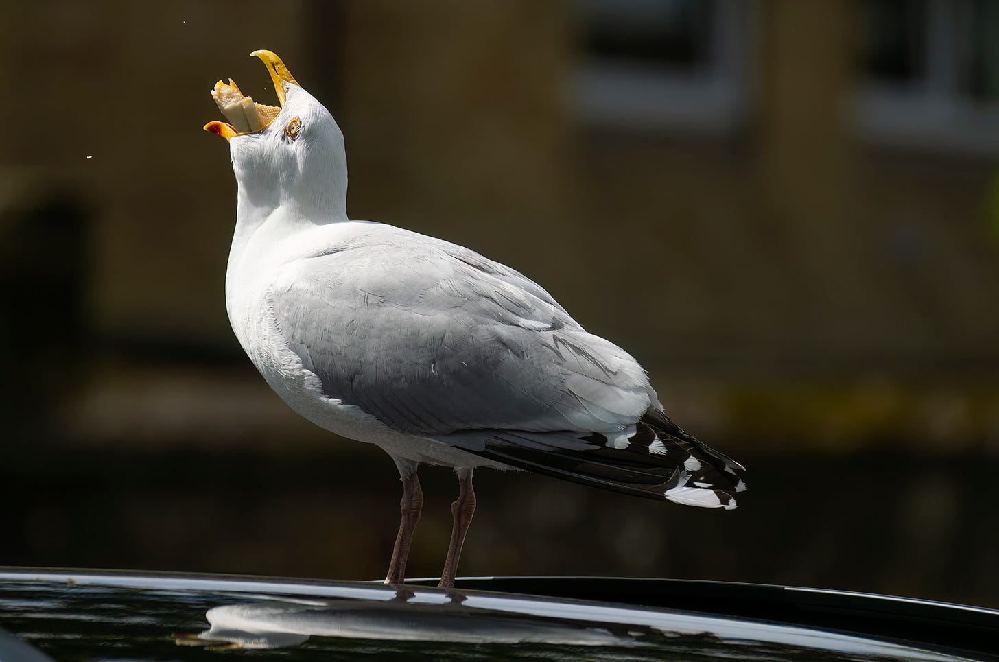 Photo of a herring gull swallowing a piece of baguette