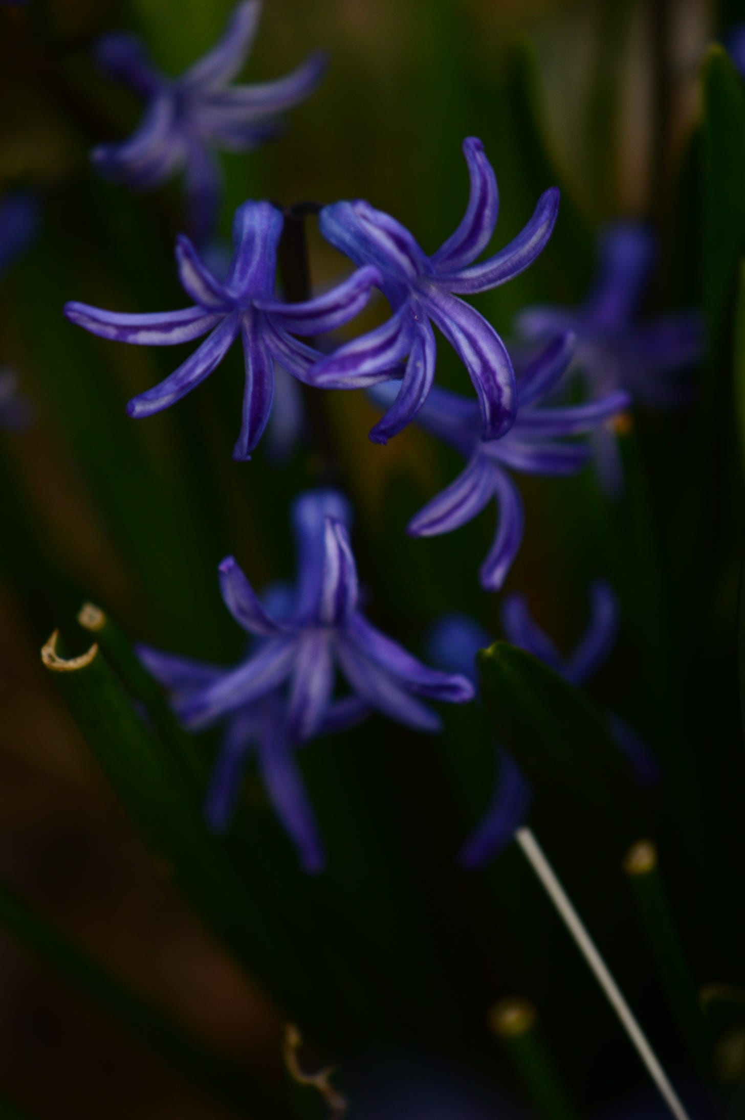 a couple of blue florets of Roman hyacinths