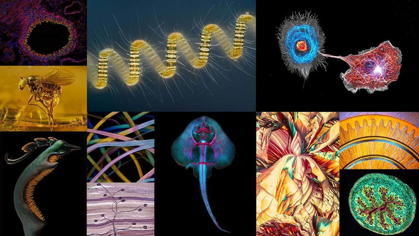 Nikon Announces Judging Panel for the 48th Annual Nikon Small World  Competition | News | Nikon's Small World