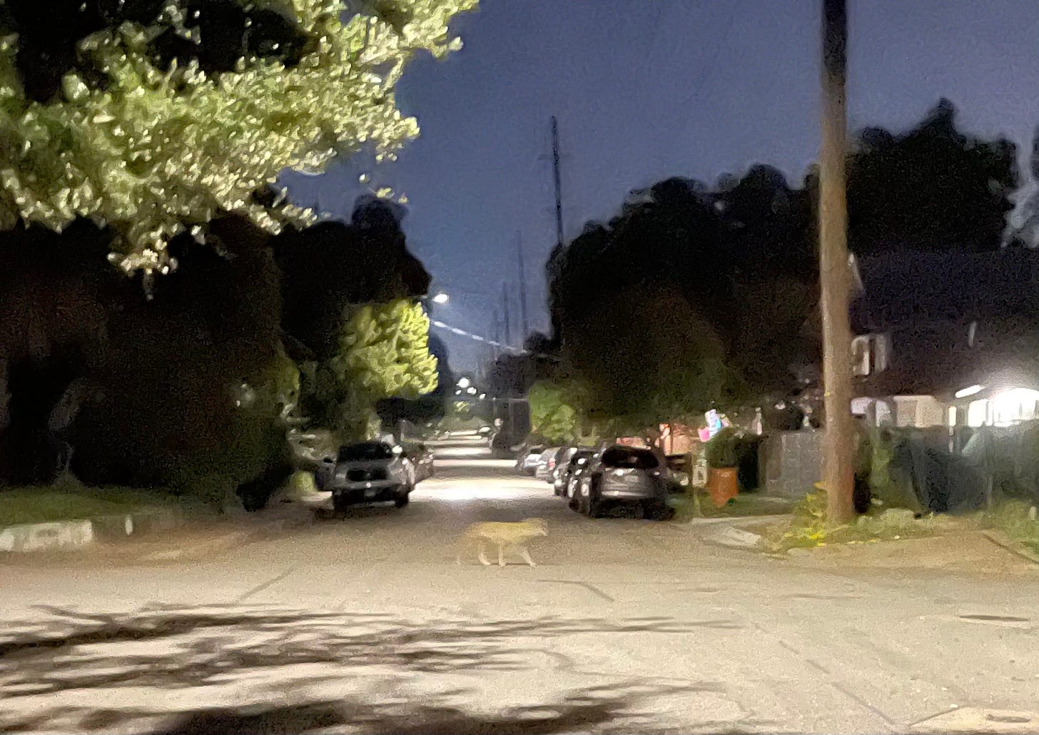 Coyote crossing a residential intersection in East Austin, before dawn