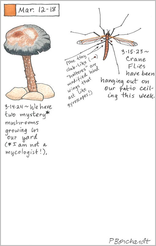 Perpetual Journal, week of Mar. 12-18: Mystery Mushroom (2024); Crane Fly (2023)