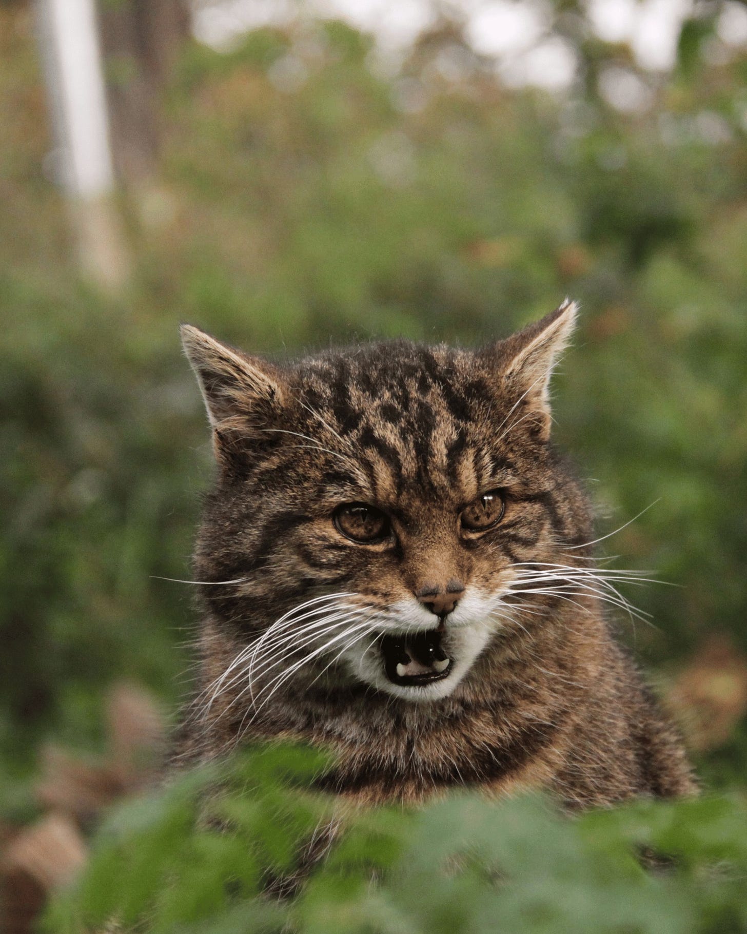 May be an image of big cat and cat