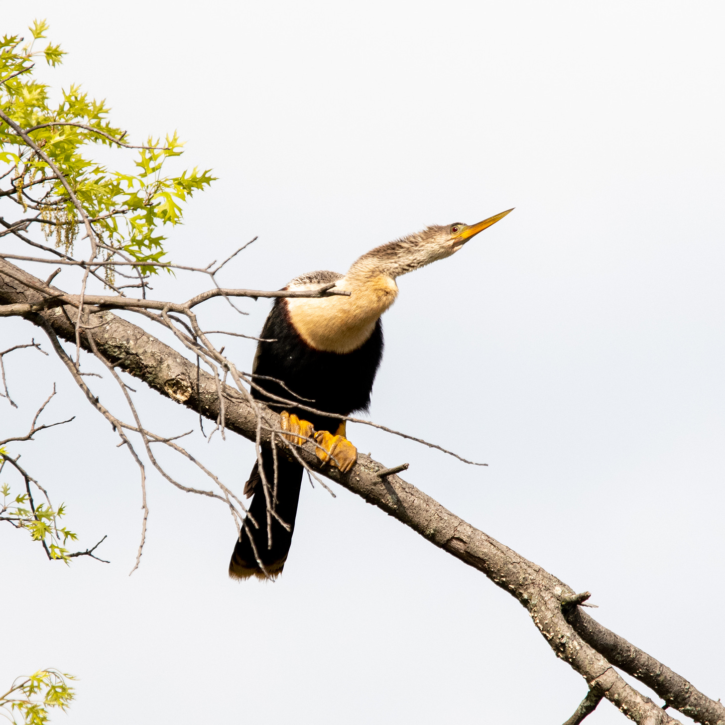 An anhinga, a relative of the cormorant with a snake-like neck, is perched on a bare oak branch