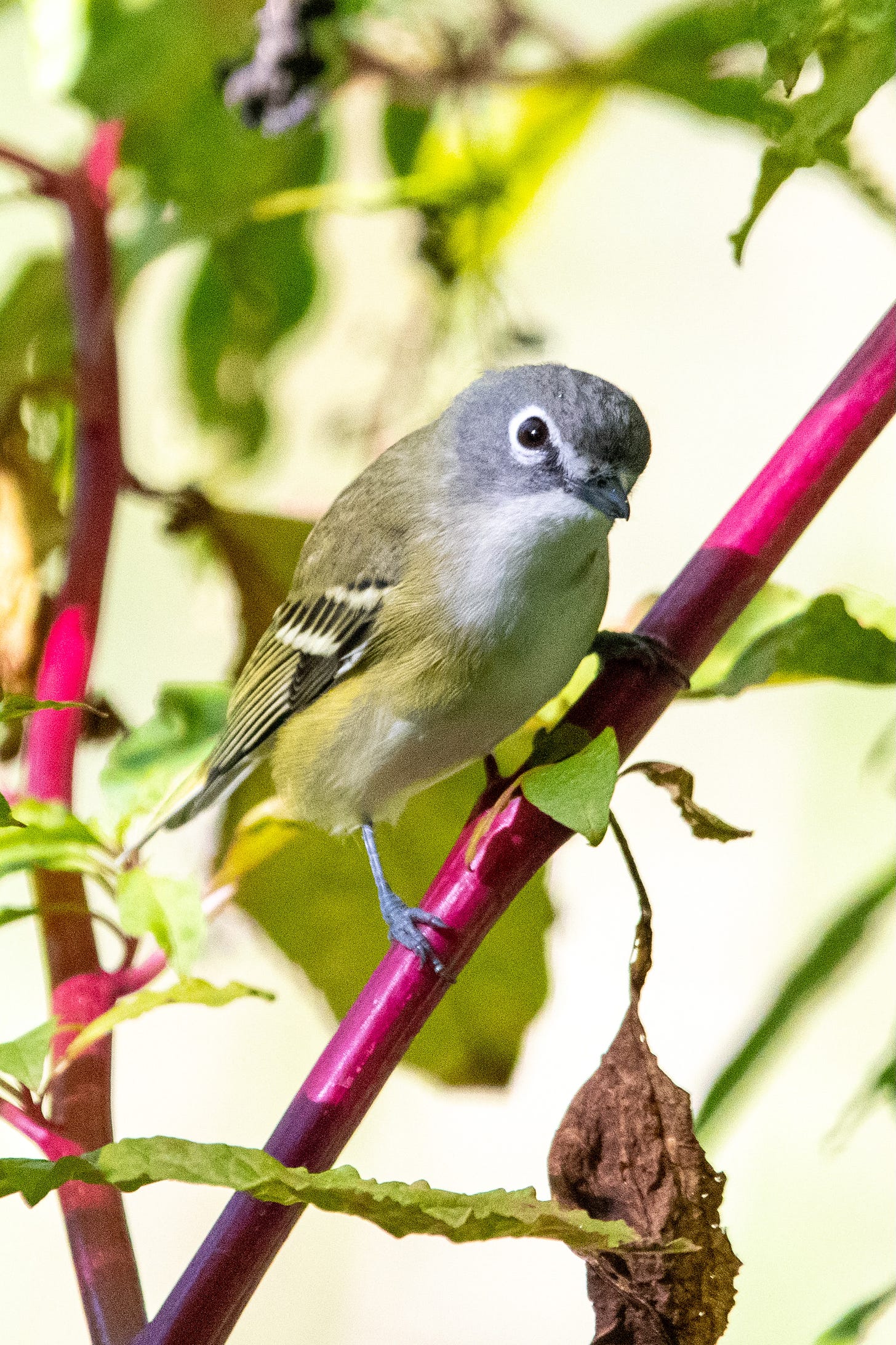 A blue-headed vireo eyes the camera from a diagonal perch on a bright red pokeweed stem