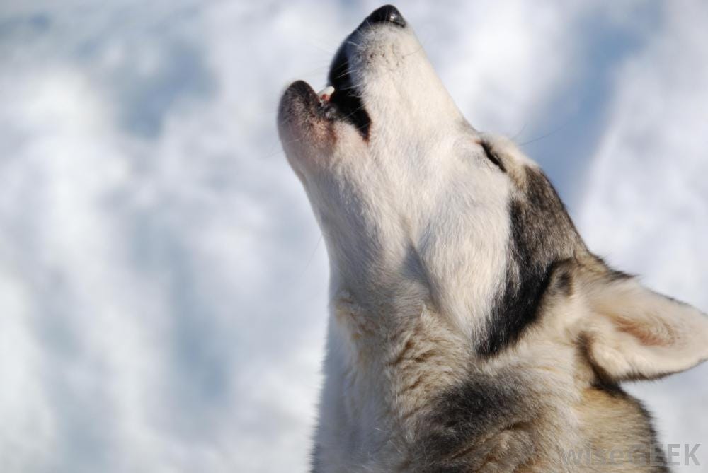Why do Dogs Howl?: 7 Reasons to explain it - Dogalize