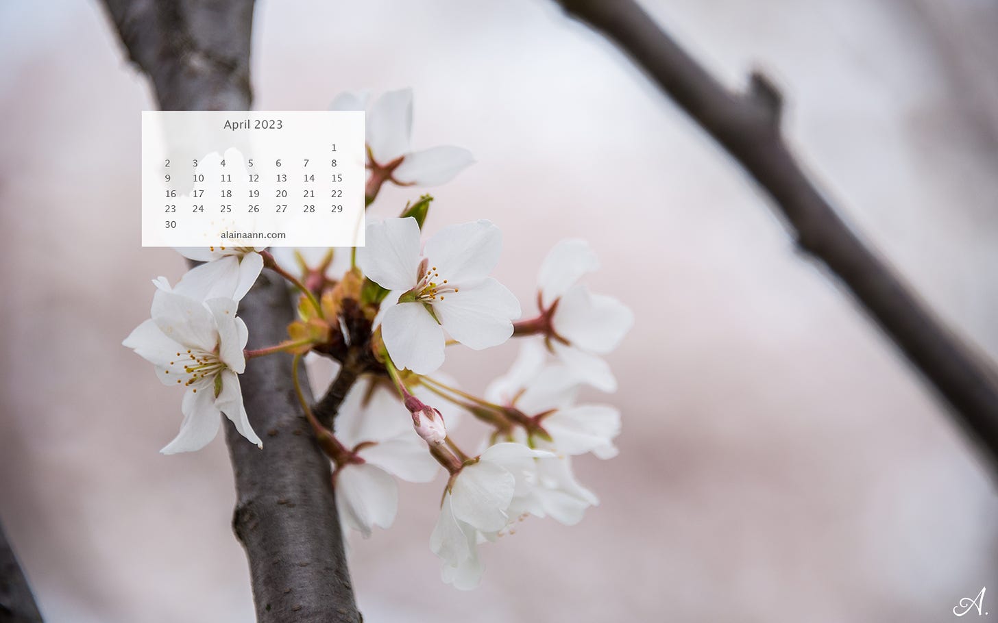 April calendar overlayed on a photo of cherry blossoms.