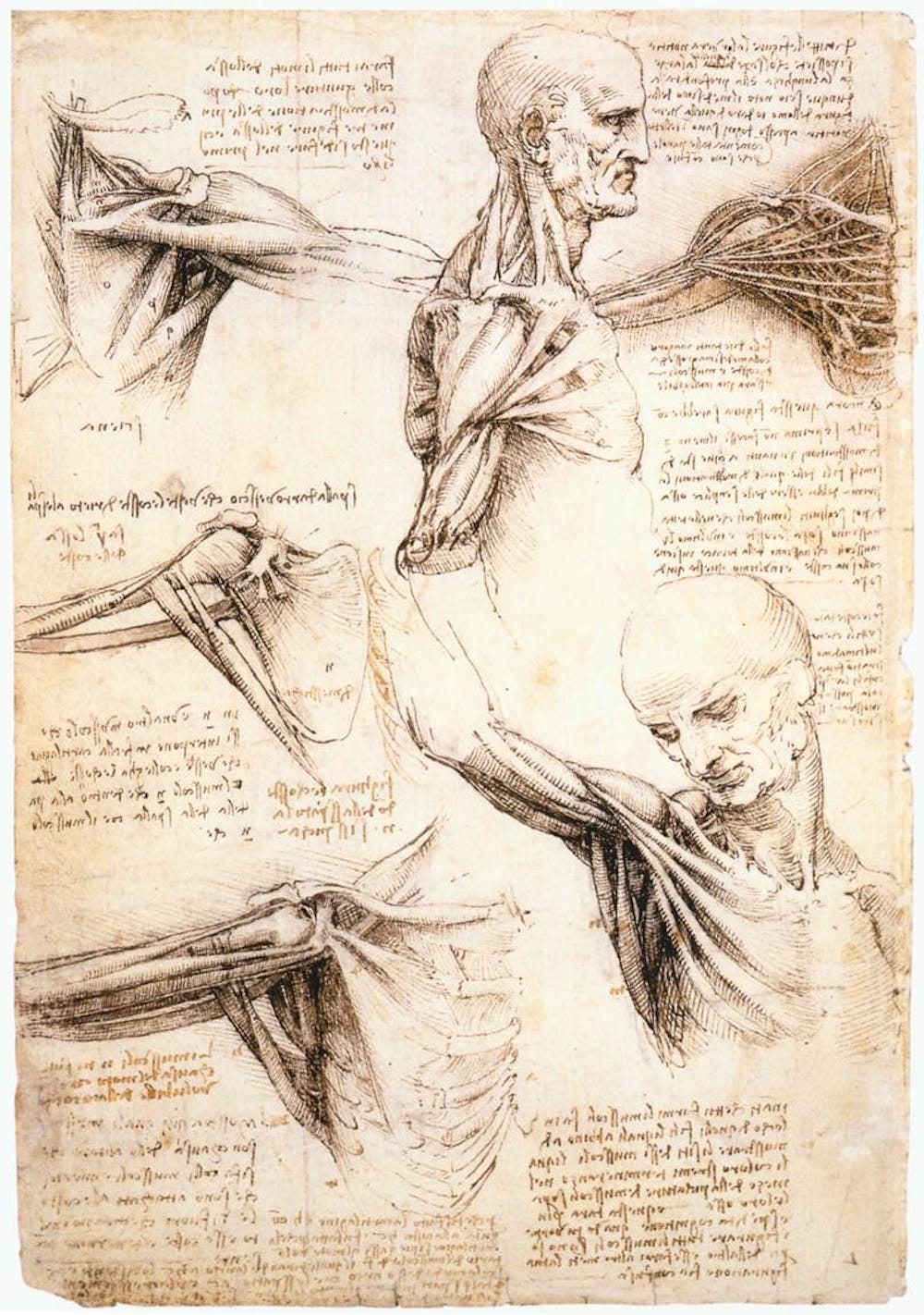 Leonardo da Vinci revisited: how a 15th century artist dissected the human  machine