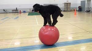 A screen cap of video of a black Poodle named Sailor walking on top of a red exercise ball in a gym.