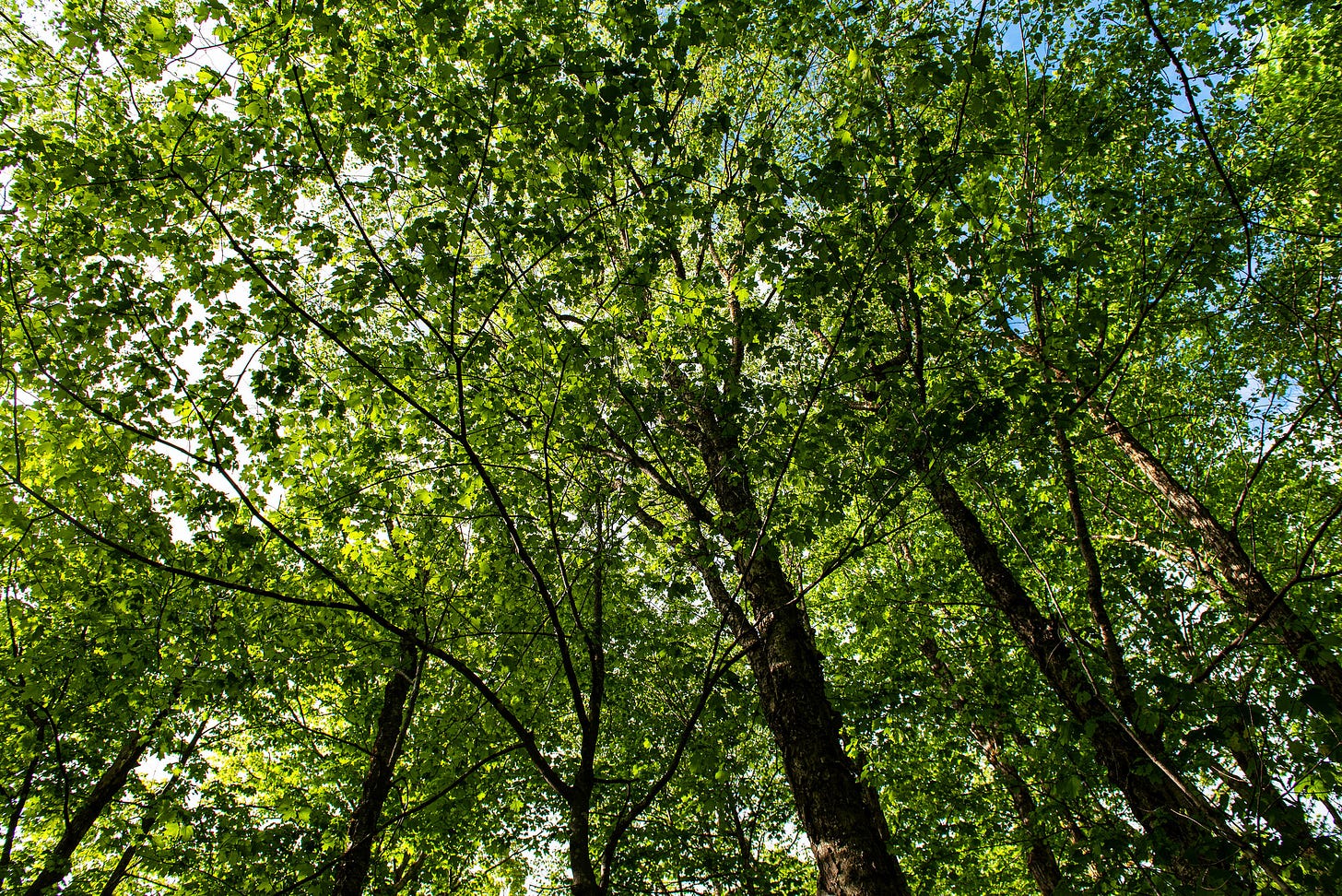 ID: Photo looking upward at maple forest canopy.