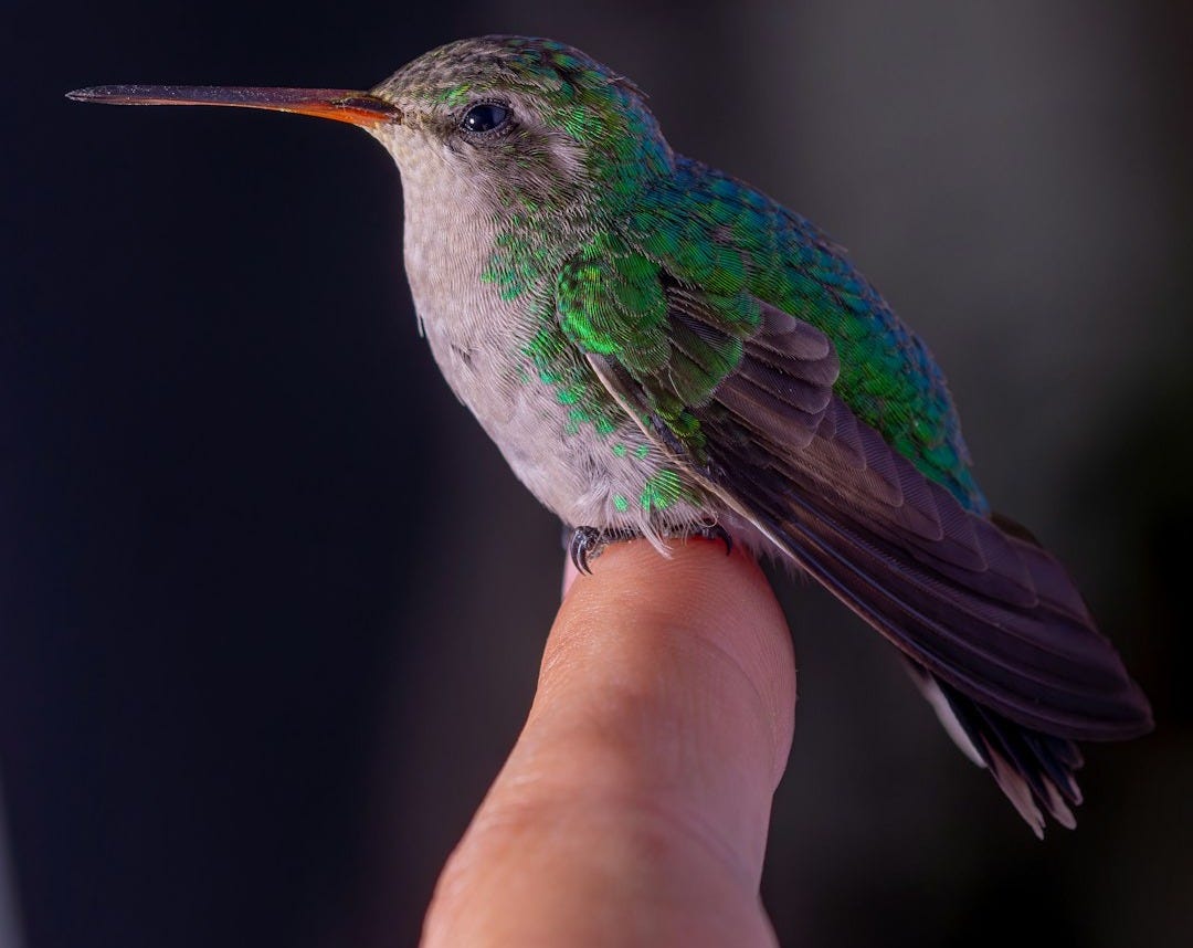 A hummingbird perched on the tip of a persons finger A hummingbird perched on the tip of a persons finger