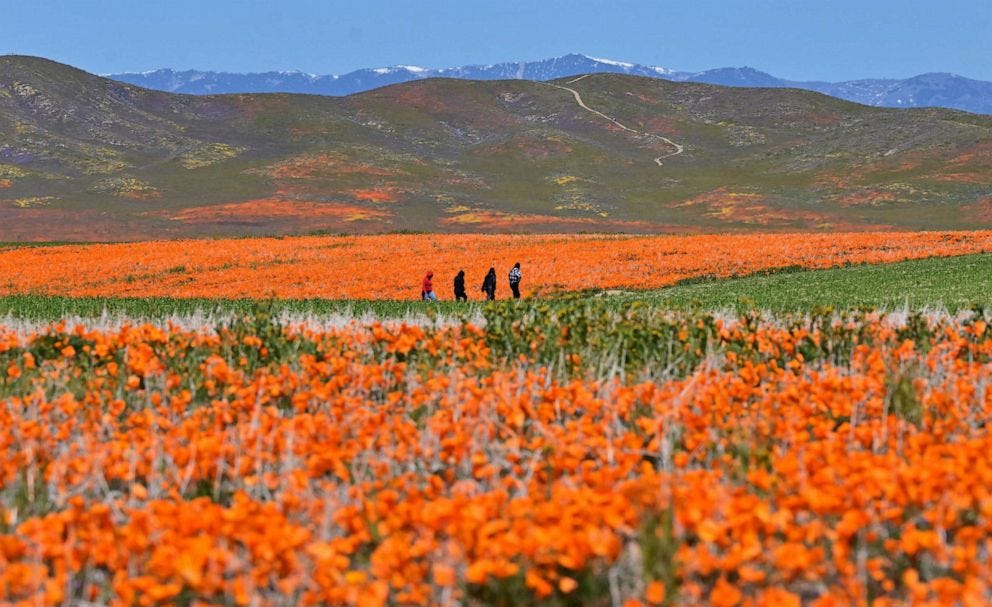 PHOTO: California's biologically diverse landscapes are home to more than 7,000 species of native plants. The California poppy, or golden poppy, a flowering plant native to the United States and Mexico, became the official state flower in 1903.