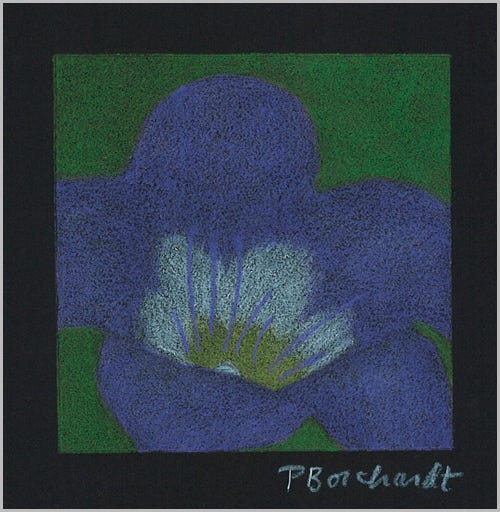 Purple Mat Flower (colored pencil on black paper)