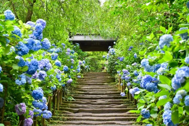鎌倉明月院』名不虛傳的紫陽花（繡球花）寺| MATCHA - 日本線上旅遊觀光雜誌