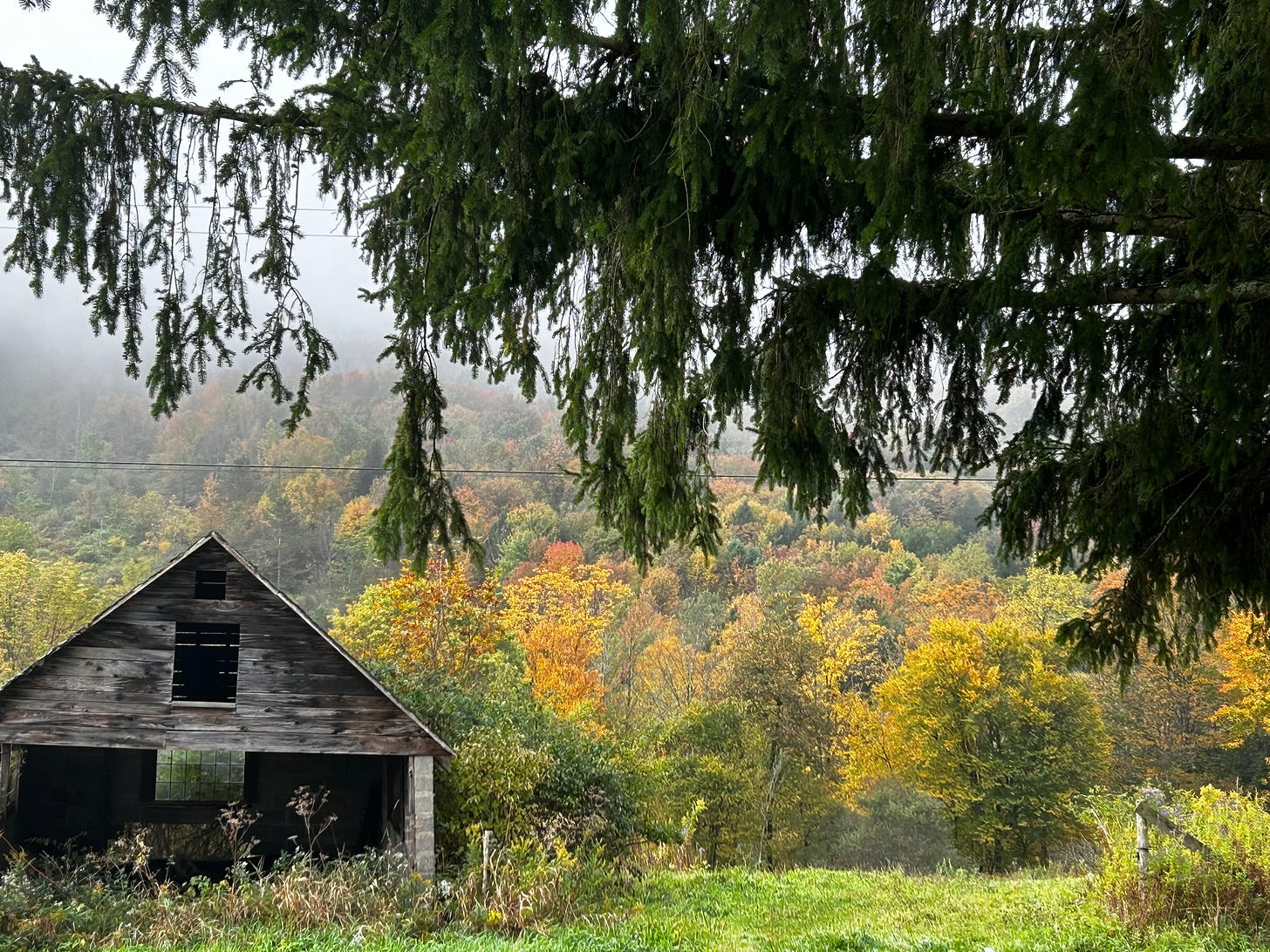 A hillside covered in autumn foliage of orange and yellow and green. In the mid ground an abandoned shed, in foreground the lower limbs of a giant pine tree. The top of the hillside is swathed in light gray mist