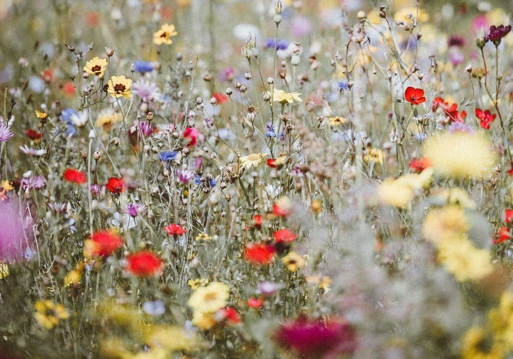 Wildflowers in a field