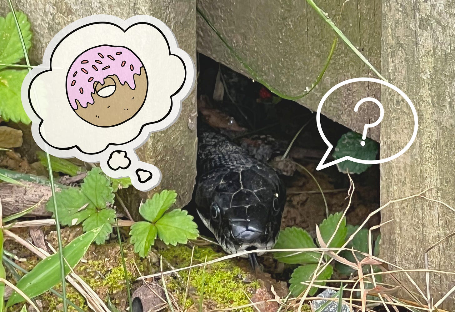 The image shows a black rat snake peeking out from under a wooden structure surrounded by greenery. The snake is partially hidden and seems to be curiously observing its surroundings. Two illustrated thought bubbles have been added to the image: one on the left showing a pink-frosted donut, and one on the right with a question mark, suggesting that the snake is thinking only of food. The image shows a black rat snake peeking out from under a wooden structure surrounded by greenery. The snake is partially hidden and seems to be curiously observing its surroundings. Two illustrated thought bubbles have been added to the image: one on the left showing a pink-frosted donut, and one on the right with a question mark, suggesting that the snake is thinking only of food.