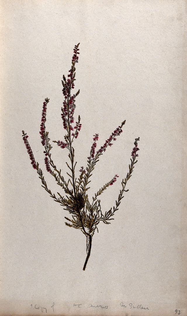 Common heather (Calluna vulgaris): flowering stem. Coloured nature print.