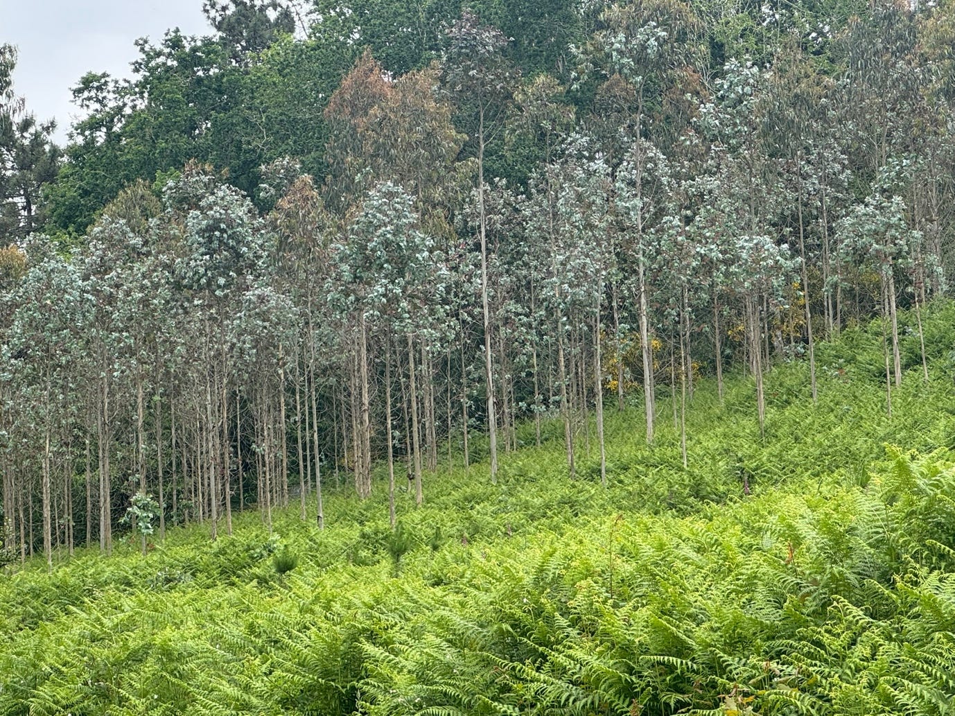 A forest of trees and ferns

Description automatically generated