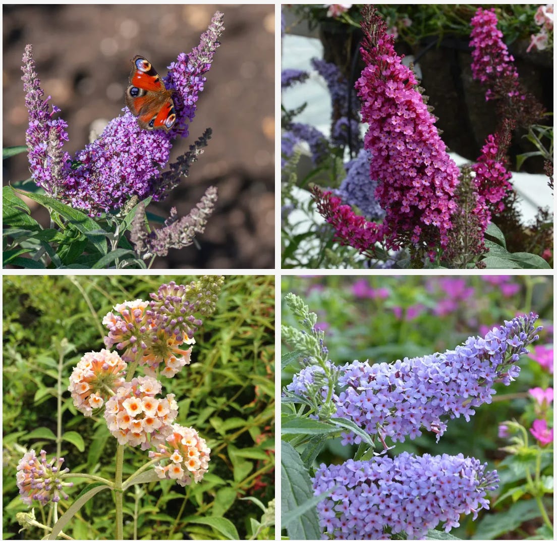 pretty cottage planting