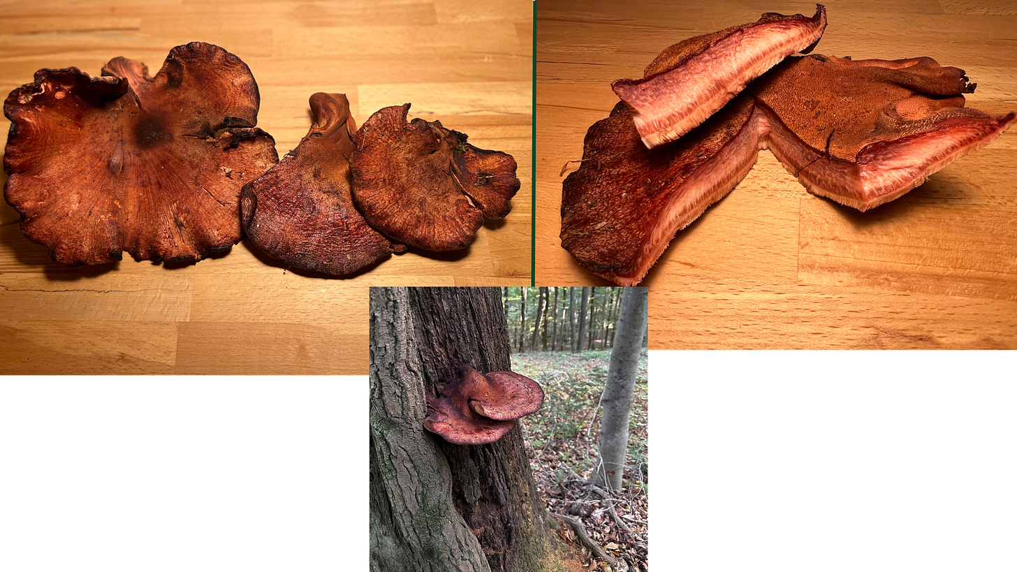 Beefsteak Fungus (Fistulina hepatica)