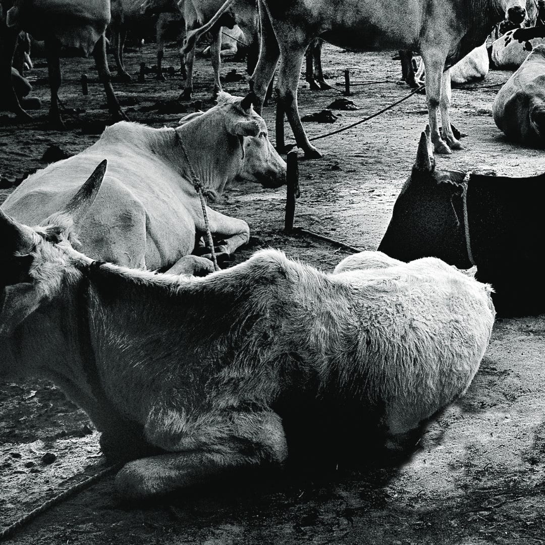 The Business of Cow Josephine Dean West Africa