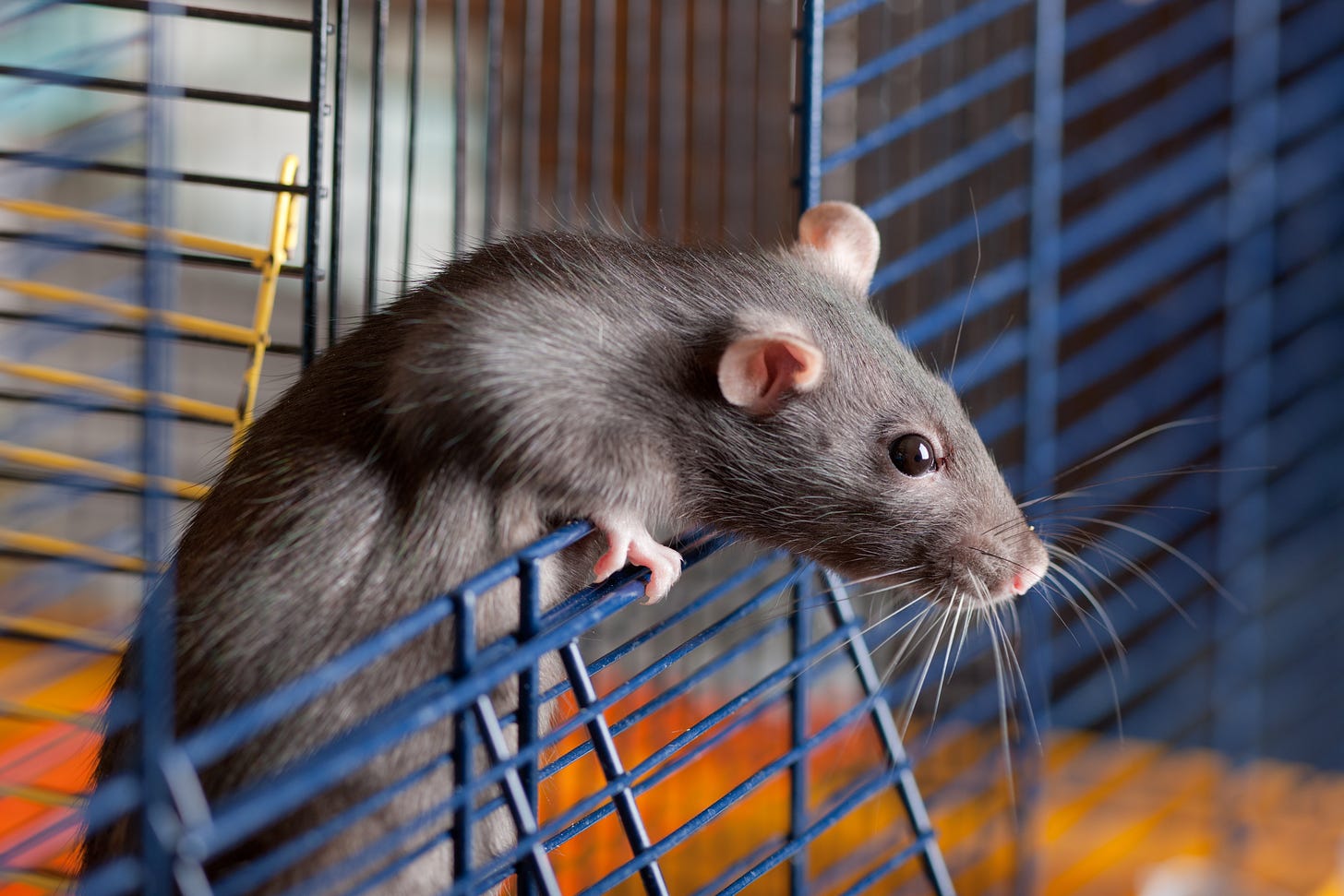 The Difference Between Pet Rats & Wild Rats | Sciencing