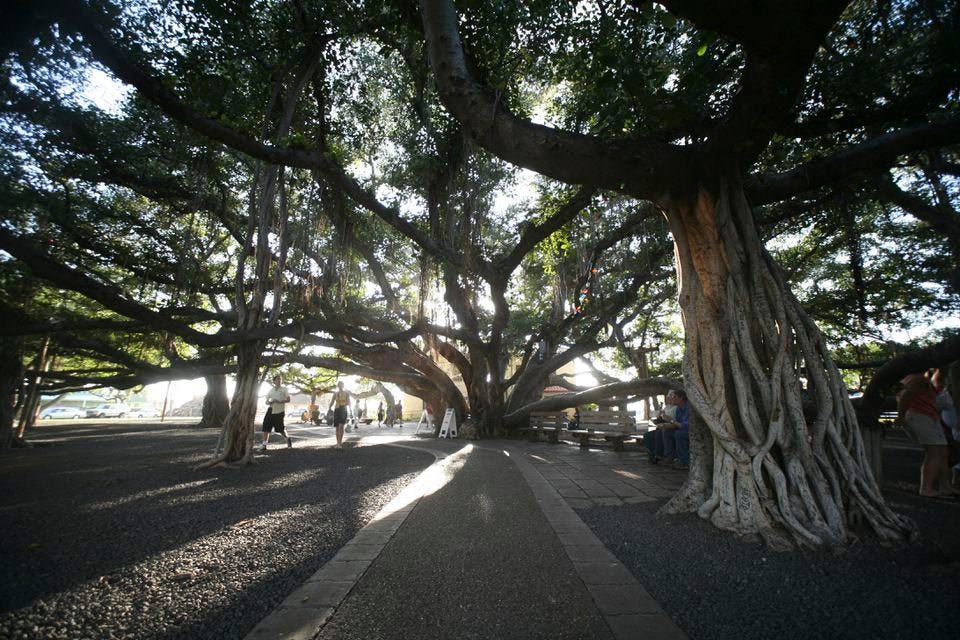 The large Banyan Tree located near the historic Lahaina Courthouse in 2018.