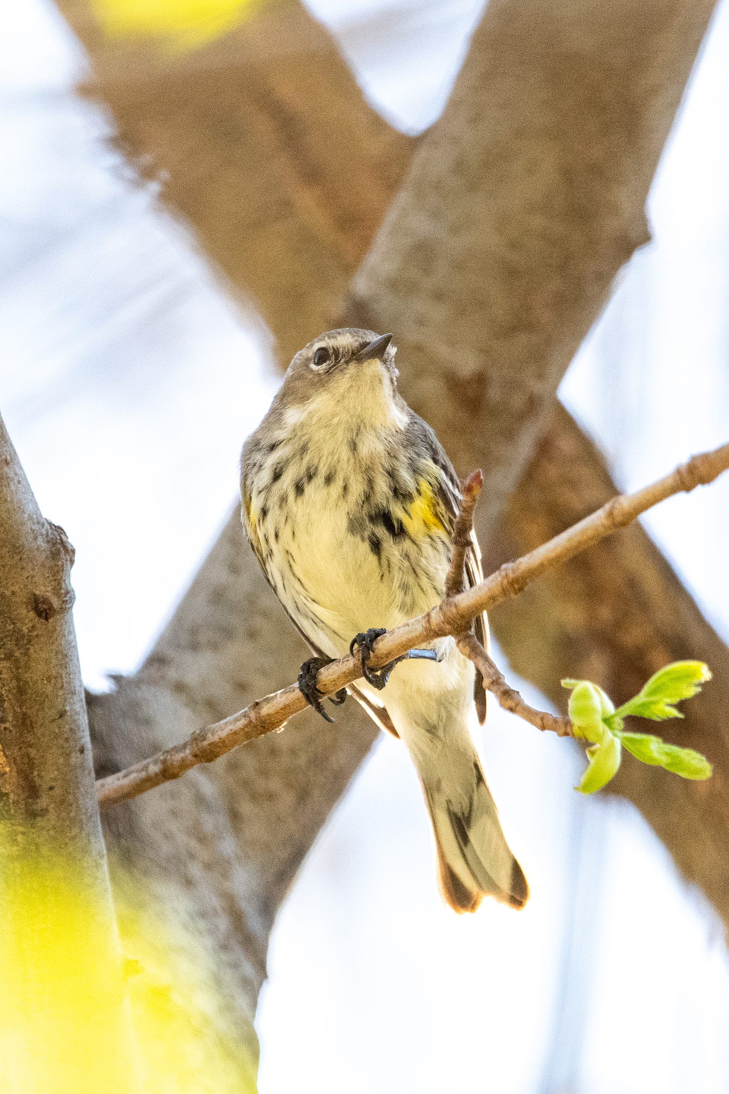 A somewhat muddy-colored yellow-rumped warbler, shoulders hunched, perched in shadow with an X of crossed tree trunks in the background
